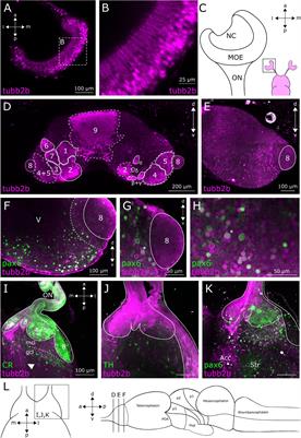 Patterns of tubb2b Promoter-Driven Fluorescence in the Forebrain of Larval Xenopus laevis